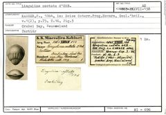 Karteikarte zum Abbildungsoriginal von Lingulina costata d'Orbigny, 1846